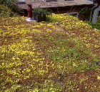 Green roof solution from Wallbarn