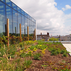 Green roof for Greenwich University