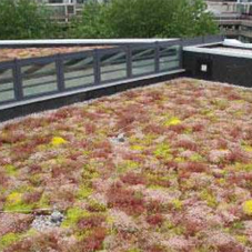 Green roof for Leeds University