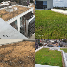 Sedum Supply’s green roof maintenance services